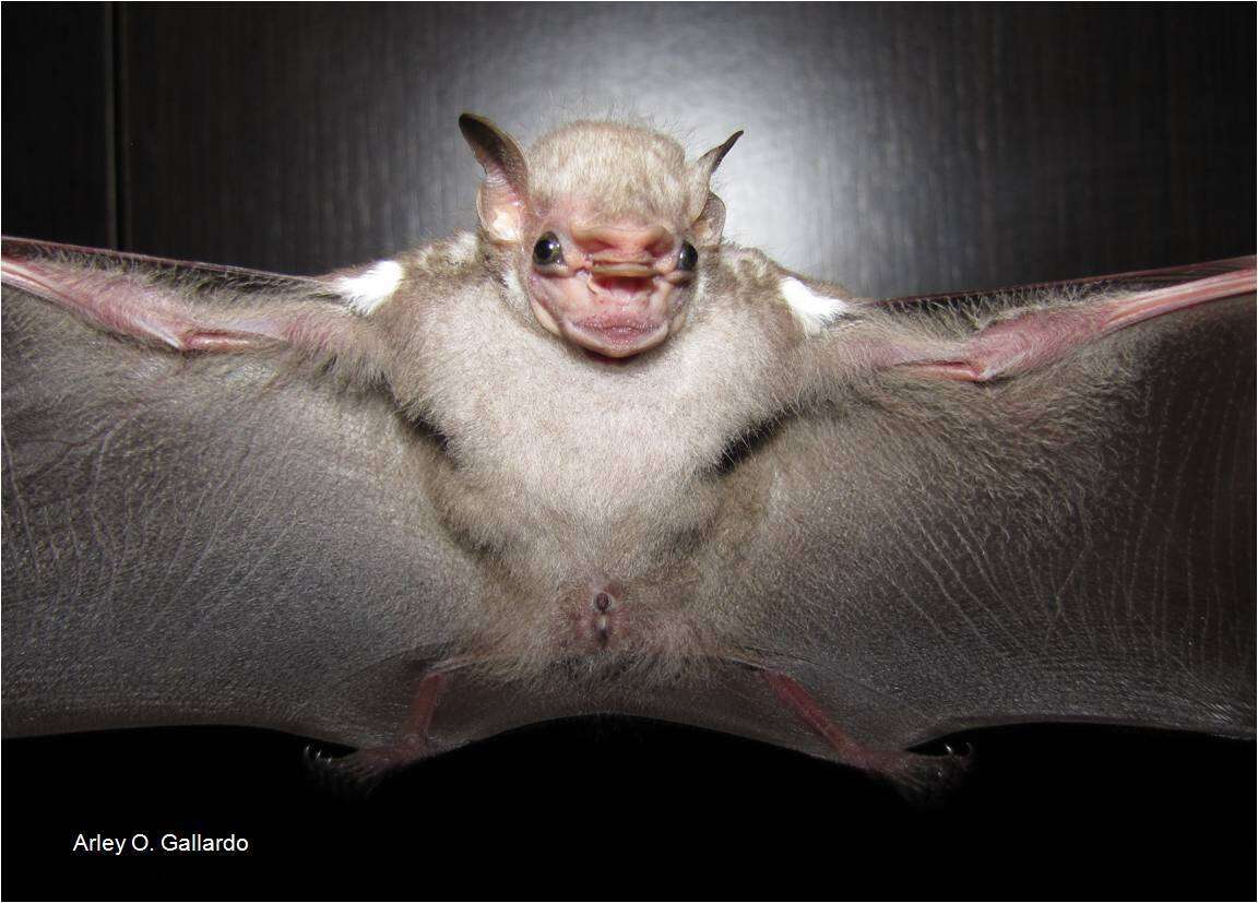 Image of Visored Bat