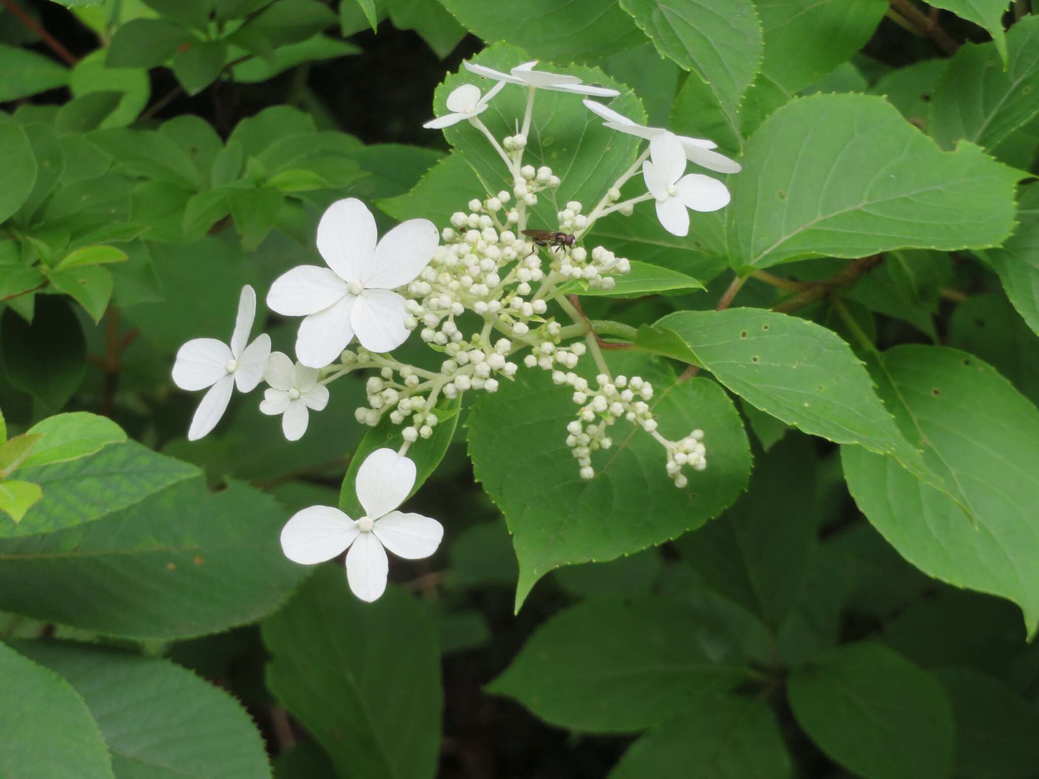 Image of panicled hydrangea