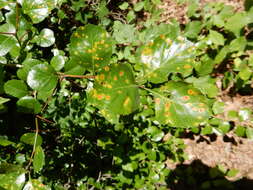 Слика од Crataegus reverchonii Sarg.