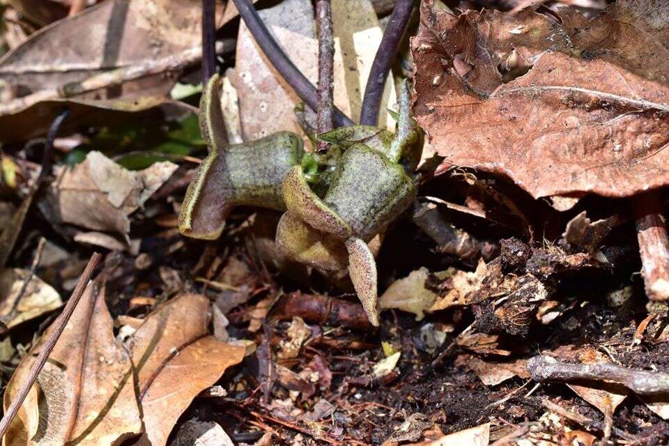 Image of Asarum pubitessellatum