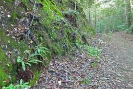 Image of narrowleaf swordfern