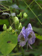 Image of southern blue monkshood