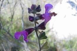 Image of Salvia recognita Fisch. & C. A. Mey.