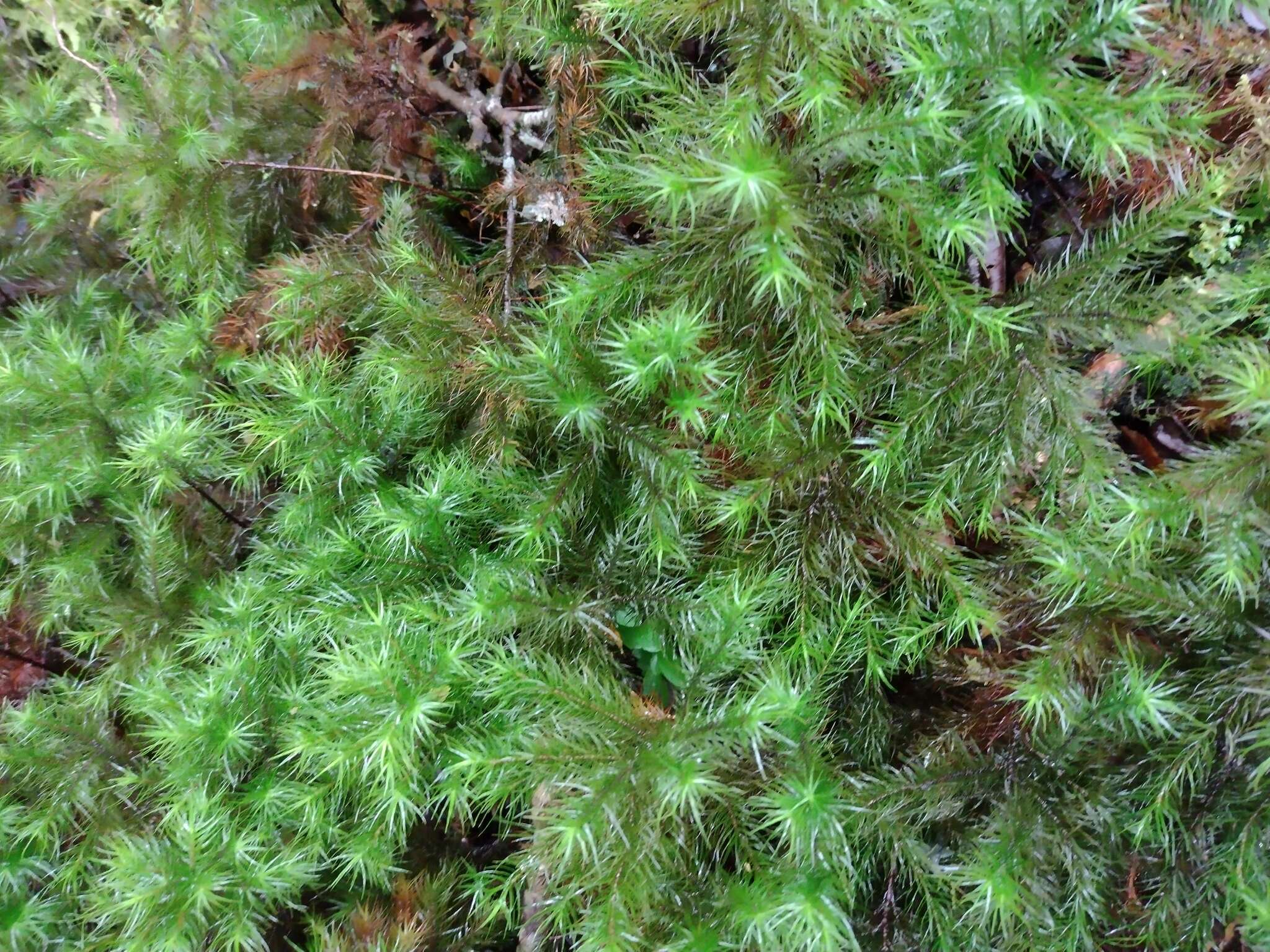 Image of Dendroligotrichum dendroides Brotherus 1905