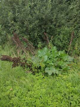 صورة Rumex confertus Willd.