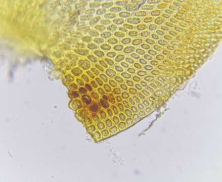 صورة <i>Nogopterium gracile</i>