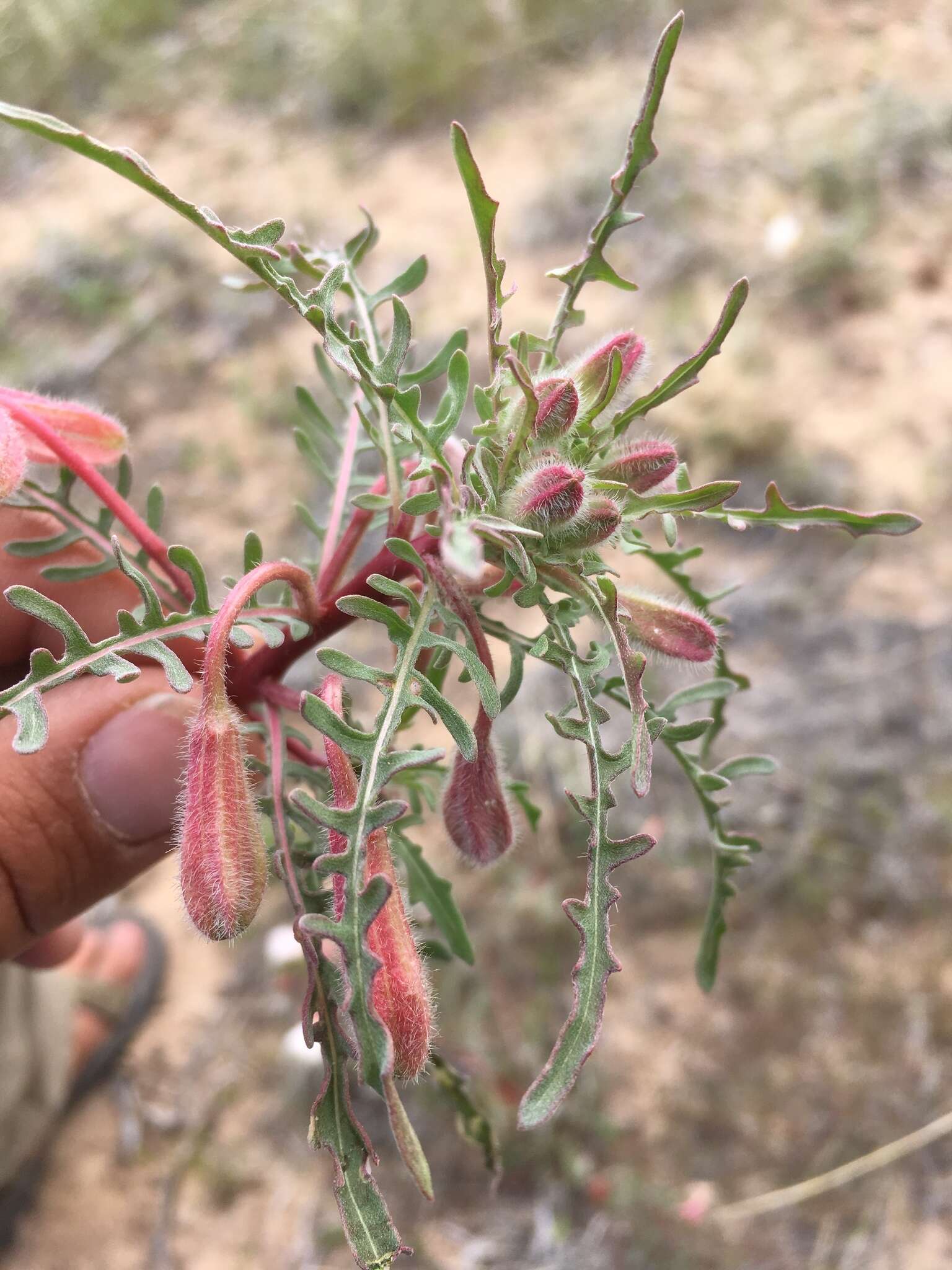 Imagem de Oenothera pallida subsp. trichocalyx (Nutt. ex Torr. & Gray) Munz & W. Klein