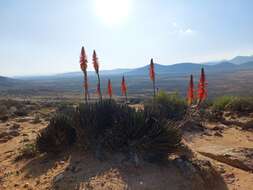 صورة Aloe melanacantha A. Berger