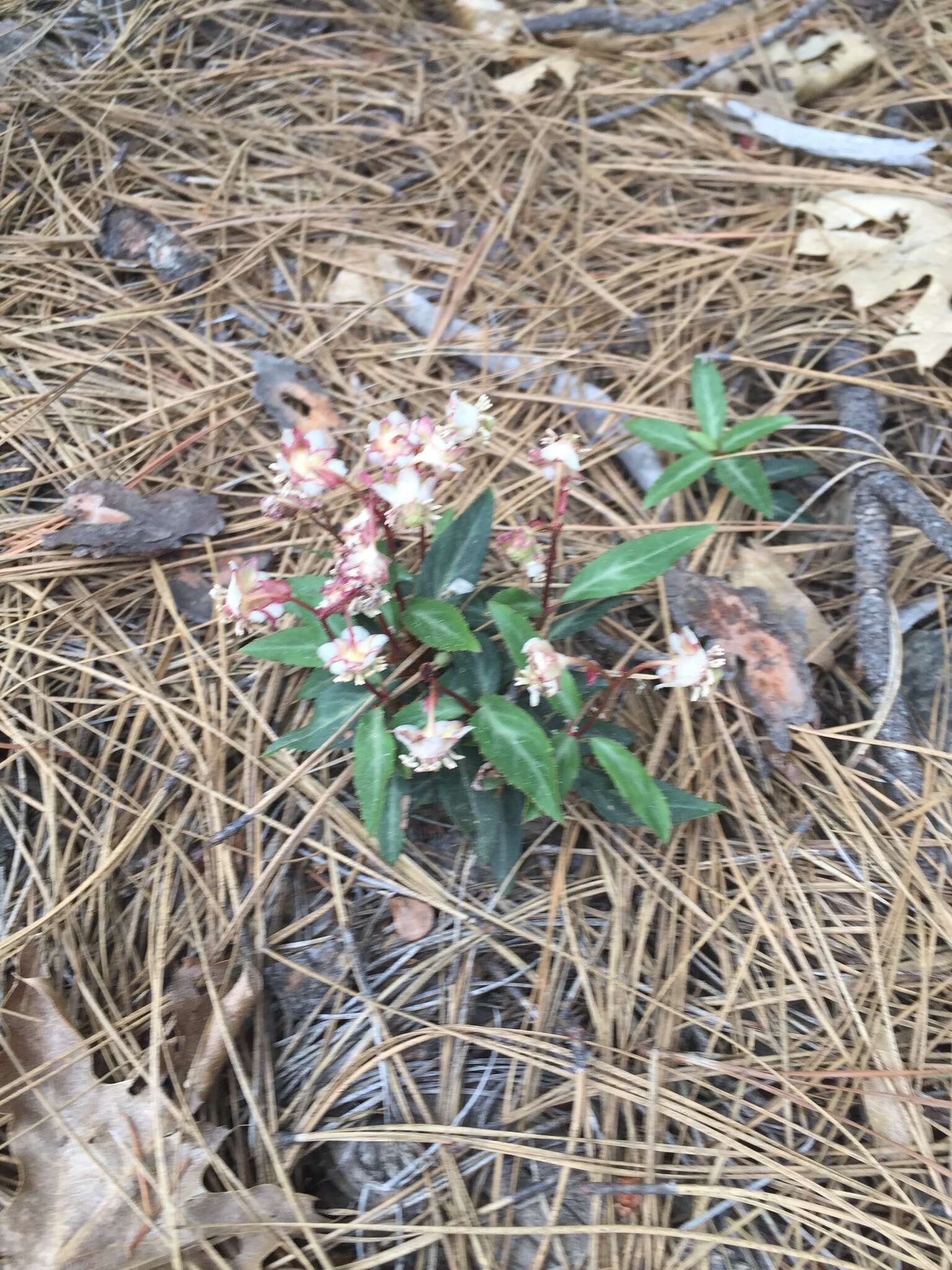 Image of little prince's pine