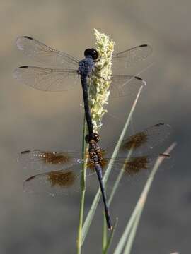 Image of Seaside Dragonlet