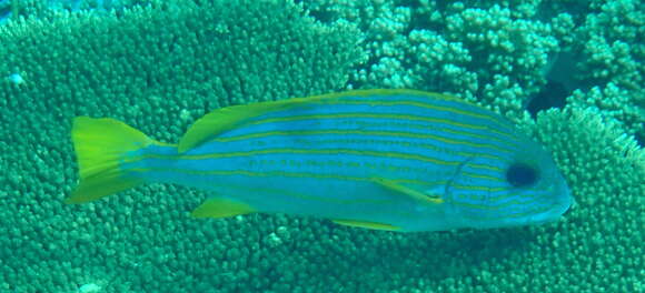 Image of Goldstriped sweetlips