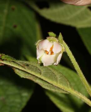 Image de Saurauia andreana F. M. Bailey