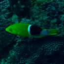 Image of Palebar hogfish