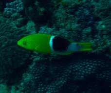 Image of Palebar hogfish