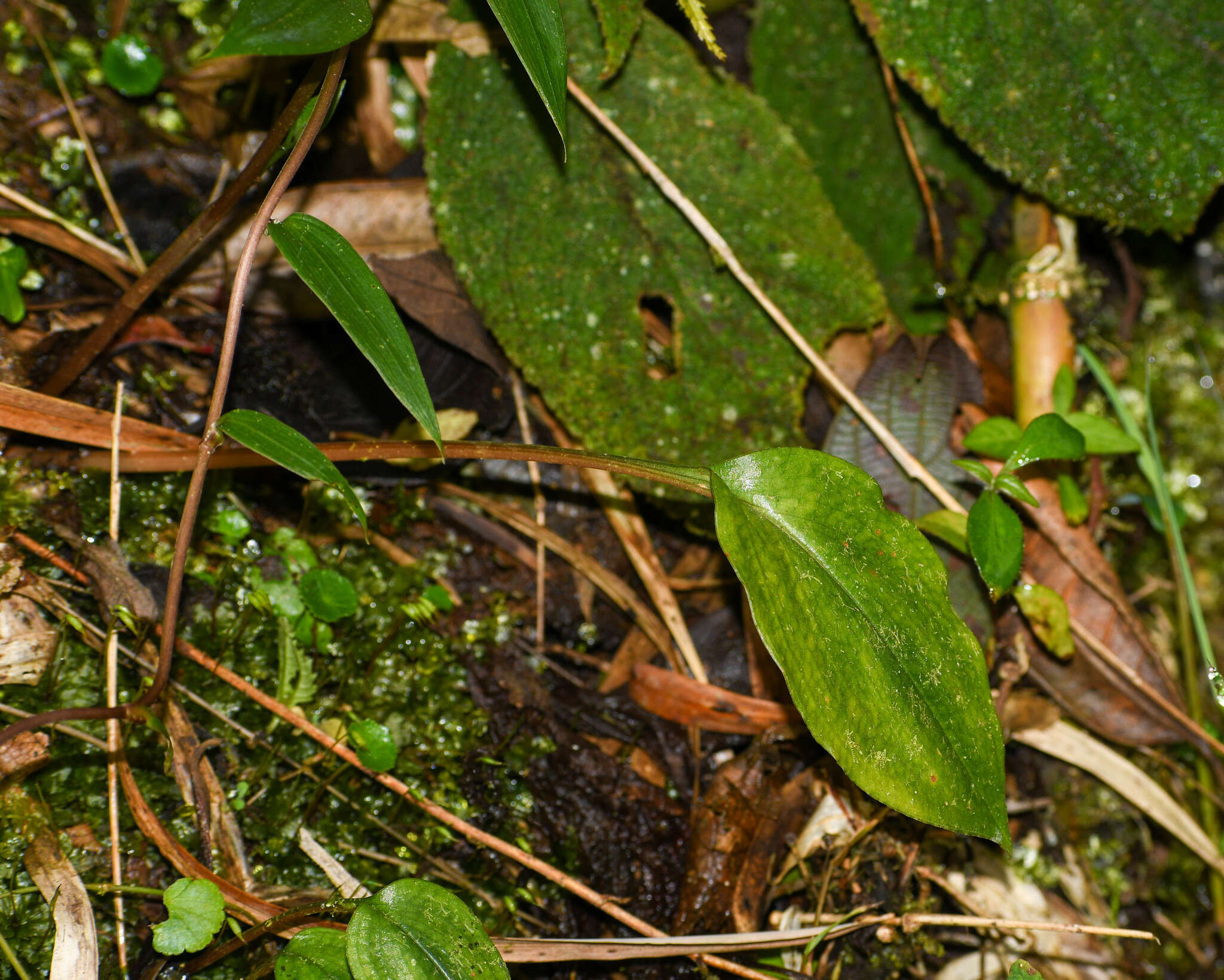 Image of Cranichis ciliata Kunth