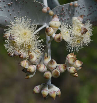 Image of Eucalyptus shirleyi Maiden