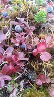 Image of dwarf bilberry