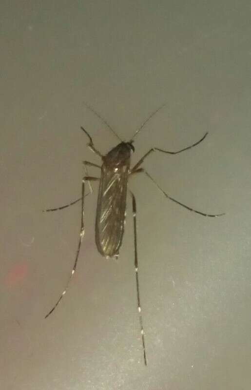 Image of Floodwater Mosquito