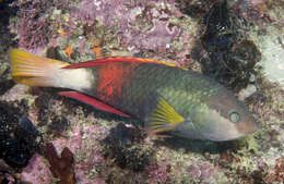 Image of Crimson banded wrasse