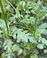 Image of Rayless Mountain Groundsel