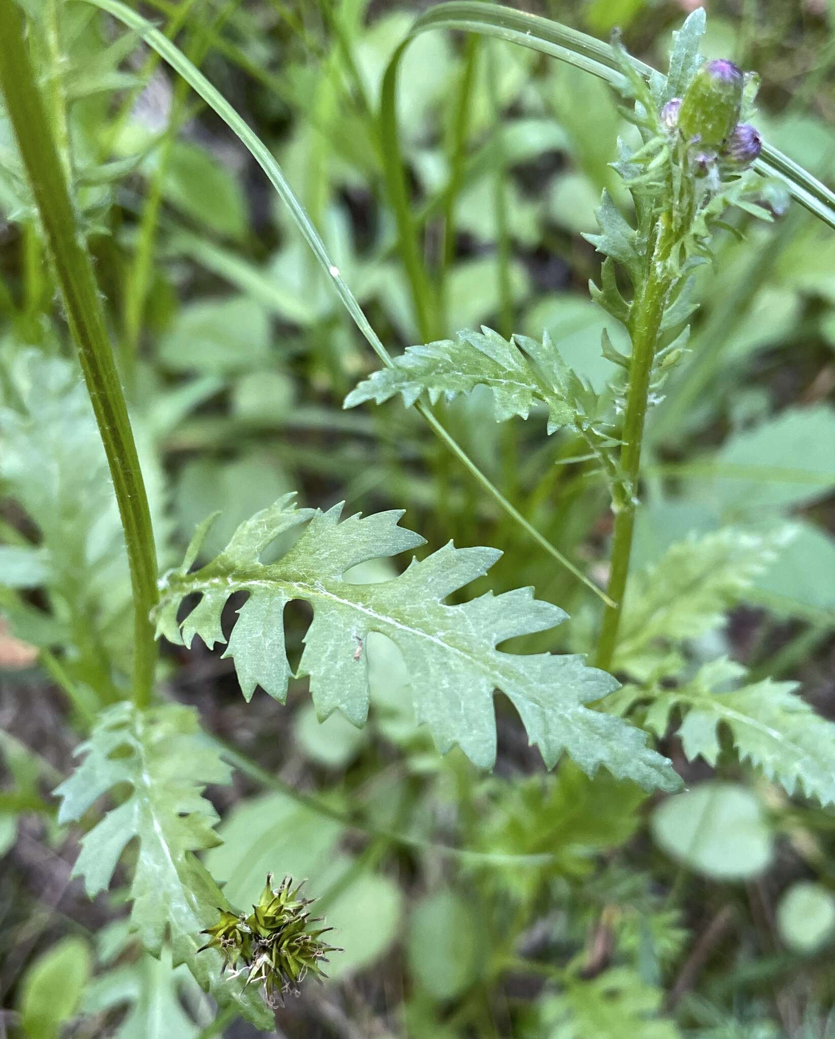 Image of Rayless Mountain Groundsel