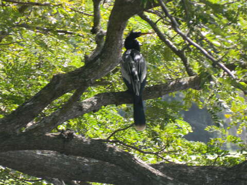 Sivun Anhinga anhinga anhinga (Linnaeus 1766) kuva