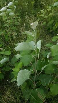 Image of Chinese white poplar