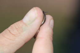 Image of Rüppell's snake-eyed skink