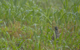 Image of Black-throated Bobwhite