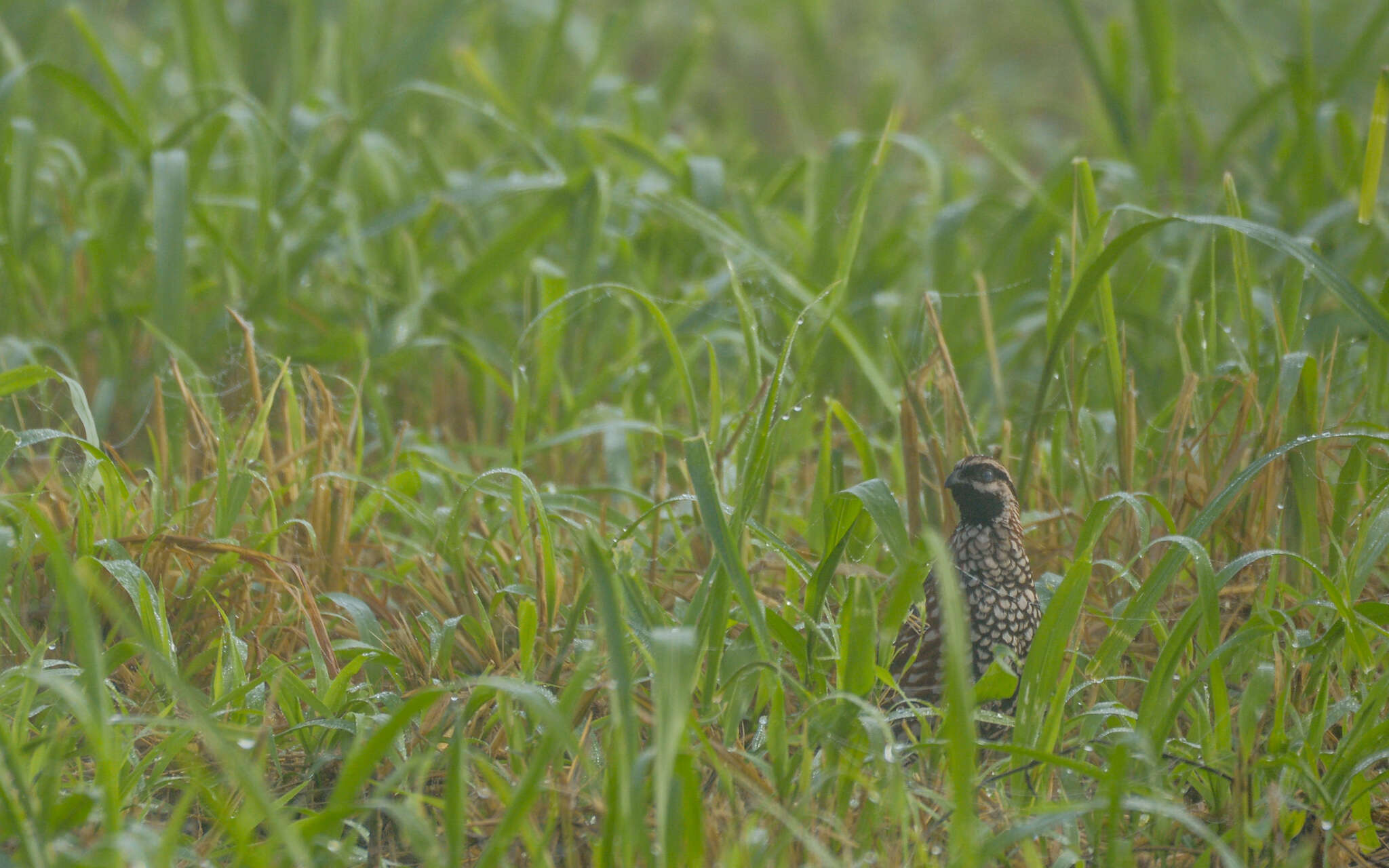 Image of Black-throated Bobwhite