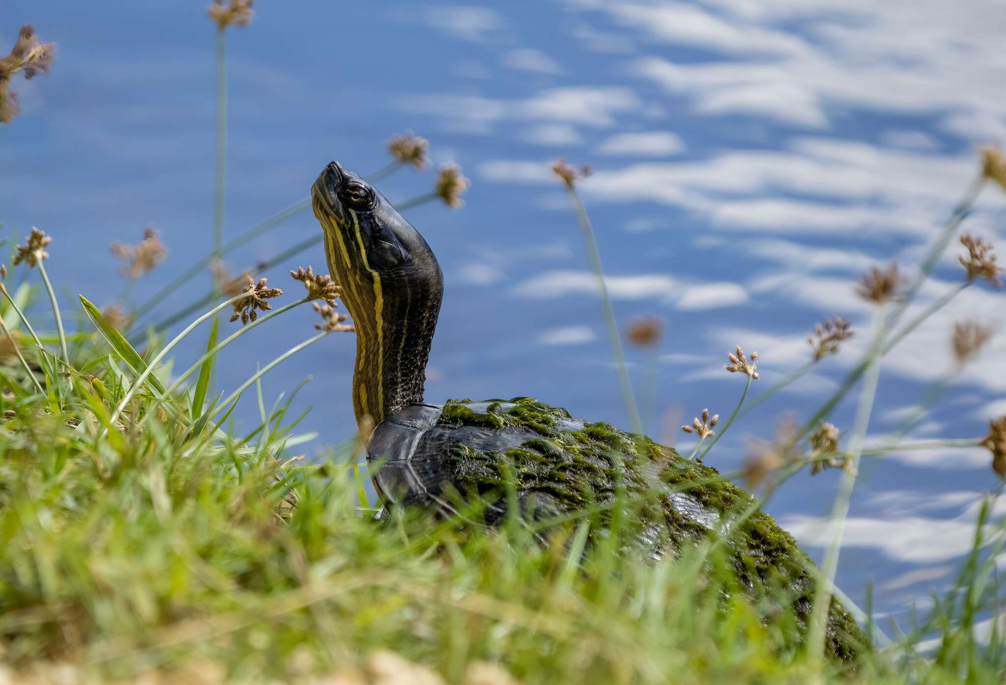 Image of Cuban slider