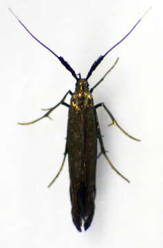 Image of Case-bearer moth