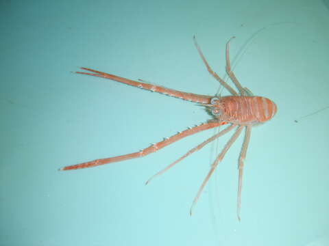 Image of typical squat lobster