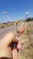 Image de Tridax balbisioides (Kunth) A. Gray