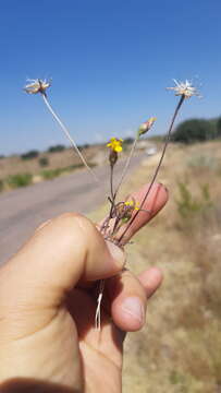 Image de Tridax balbisioides (Kunth) A. Gray