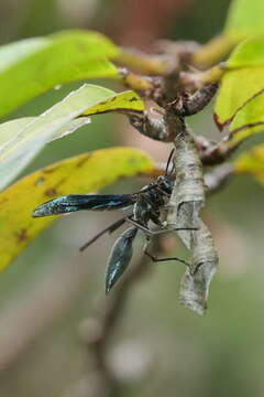 Image of Polistes goeldii Ducke 1904