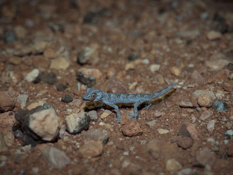 Image of Northern Spiny-tailed Gecko