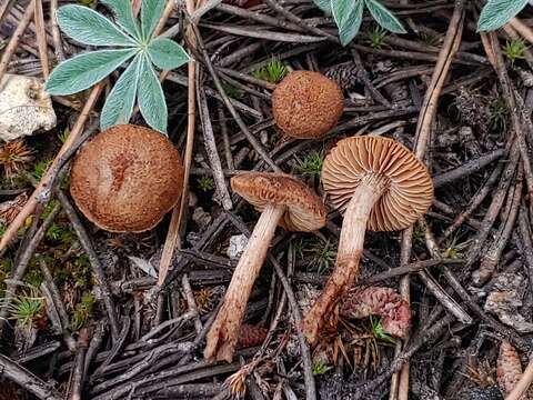 Inocybe lanuginosa (Bull.) P. Kumm. 1871 resmi