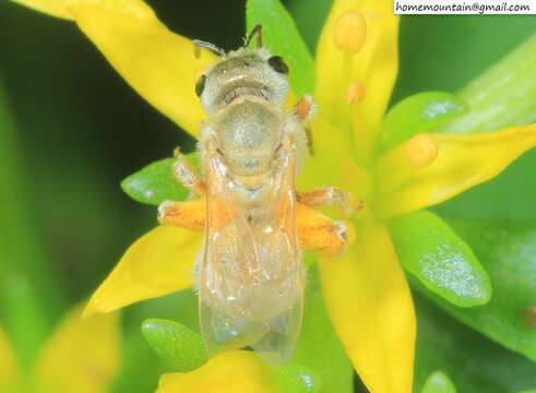 Image of Halictus pseudovestitus Blüthgen 1925