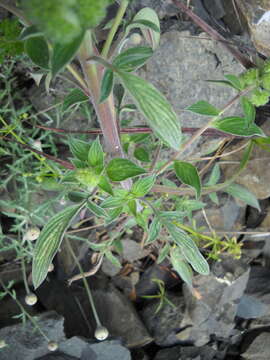 Phacelia heterophylla var. virgata (Greene) R. D. Dorn的圖片