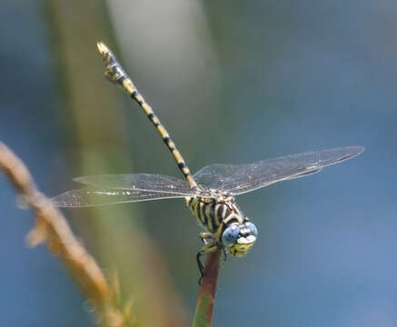 Image of Ictinogomphus dundoensis Pinhey 1961