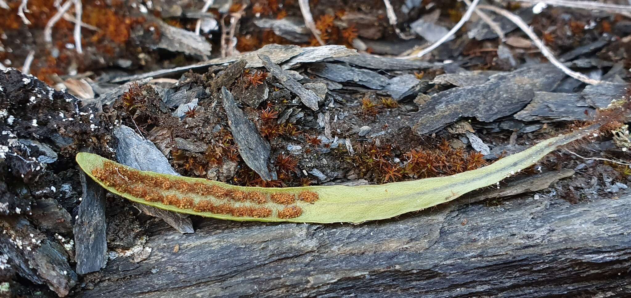 Notogrammitis patagonica (C. Chr.) Parris的圖片