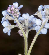 Image of Alpine forget-me-not