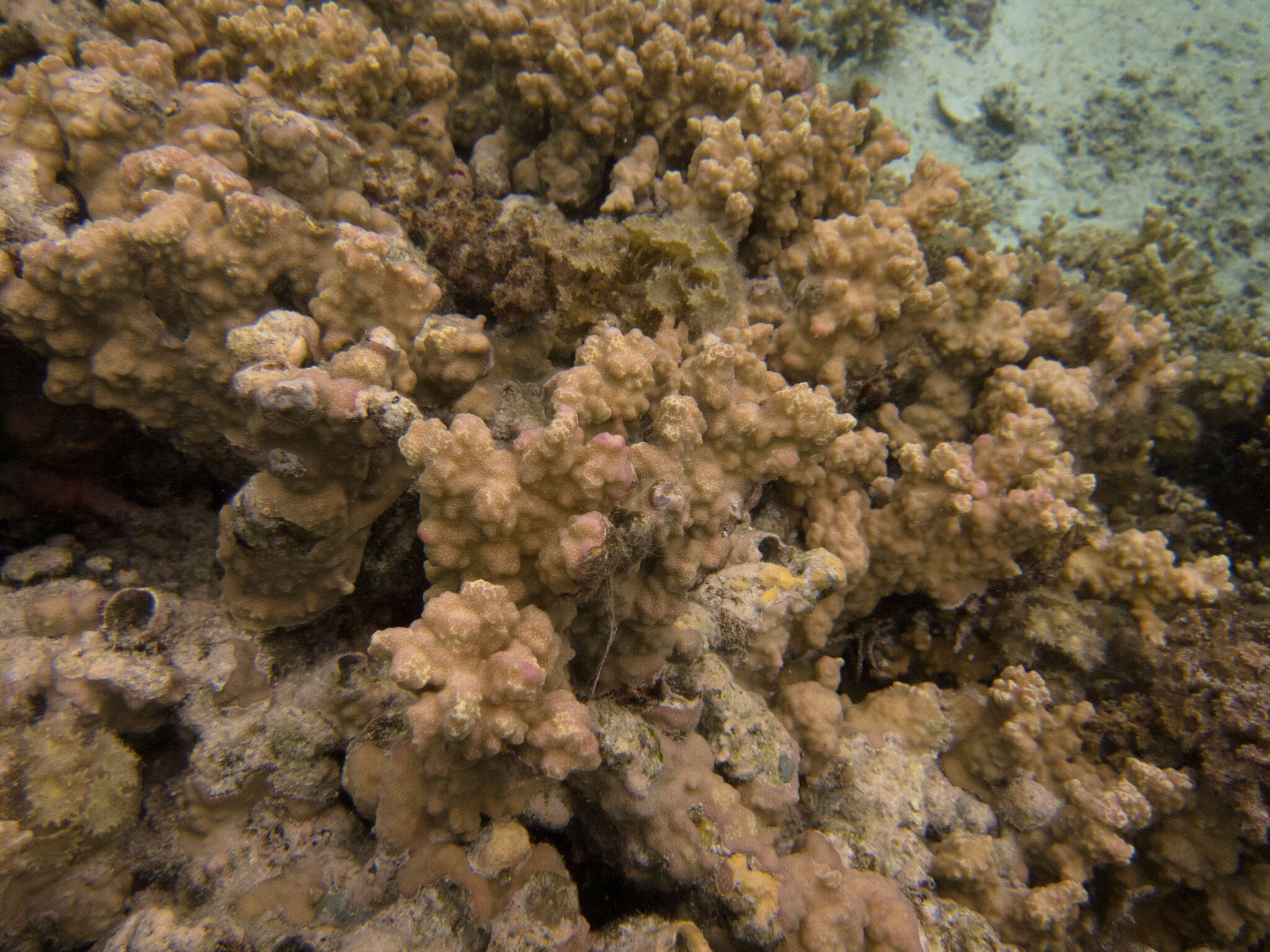 Image of Column coral