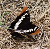 Image of Limenitis lorquini powelli Field 1936