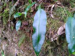 Image of Elaphoglossum angulatum (Bl.) Moore