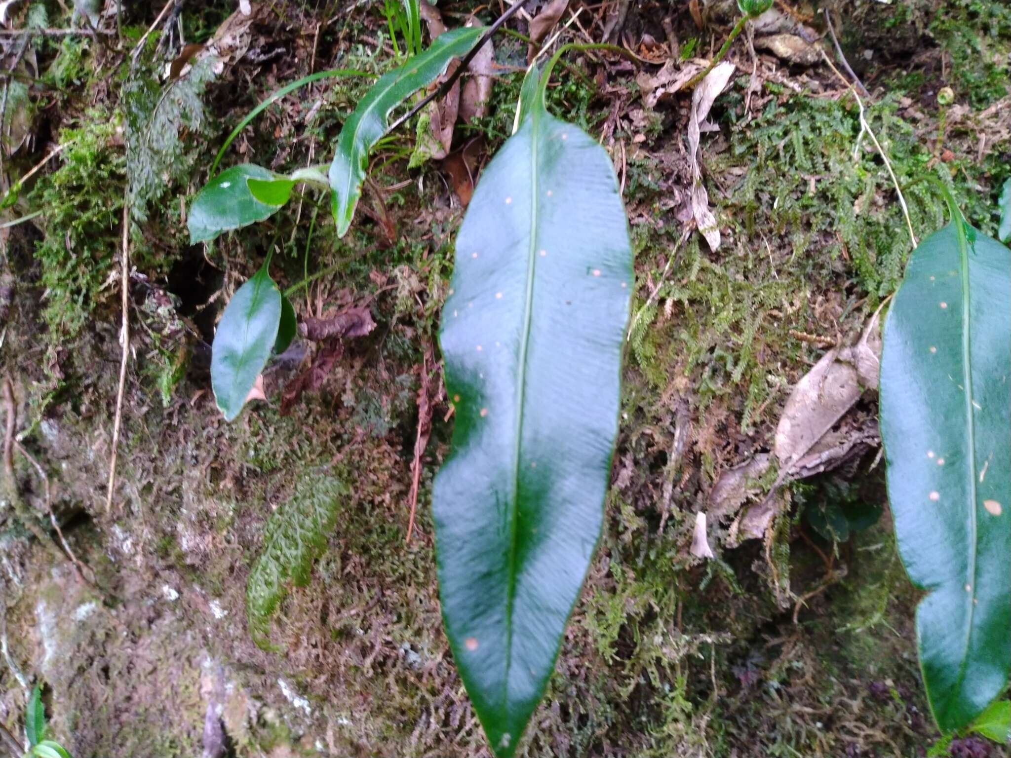 Sivun Elaphoglossum angulatum (Bl.) Moore kuva