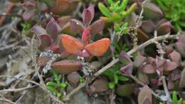 Image of Delosperma patersoniae (L. Bol.) L. Bol.