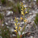 Image of Tritoniopsis caledonensis (R. C. Foster) G. J. Lewis