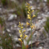 Image of Tritoniopsis caledonensis (R. C. Foster) G. J. Lewis